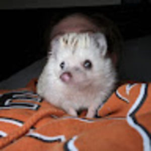 Meet your Posher, Sarah-christian